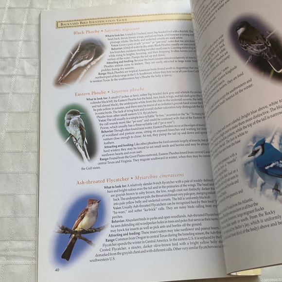 Bird Identification Guide - Picture 3 of 4